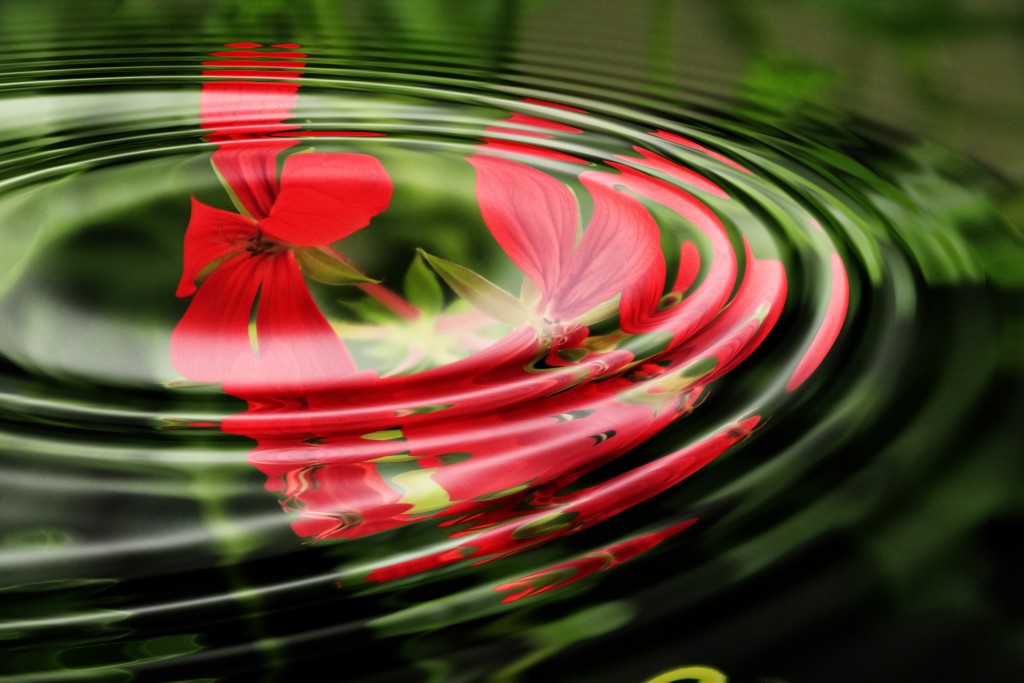 geranium-wave-water-rings