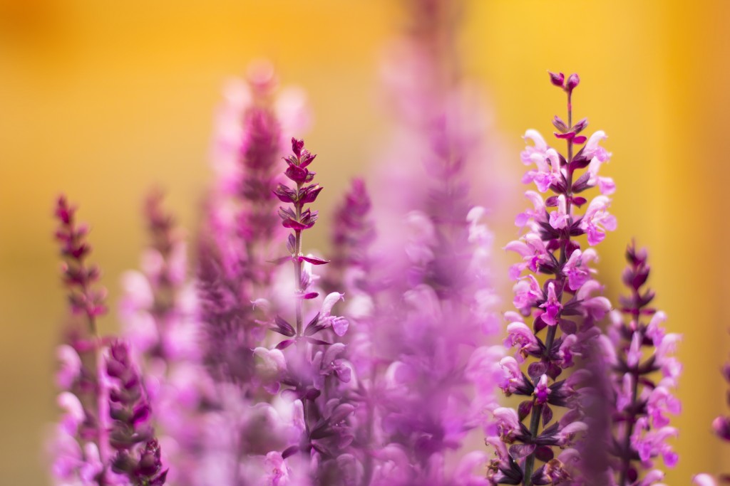 lavender